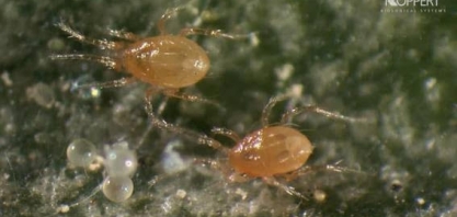 Controle biológico de pragas e doenças cresce 20% ao ano no Brasil