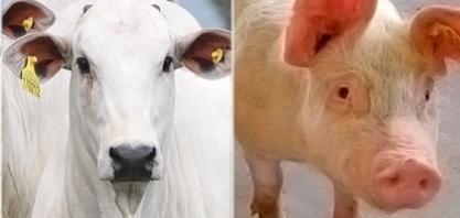 Exportações de carne bovina e suína avançam em abril, diz Secex 