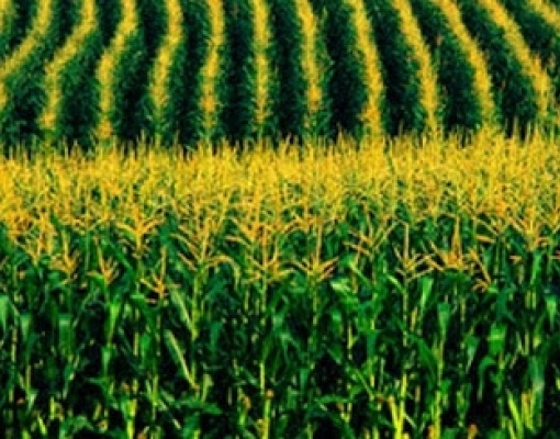 Produção recorde de milho no Brasil e nos Estados Unidos 