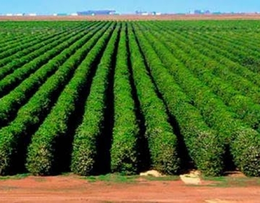 Café: Agromensal Cepea abril/2020