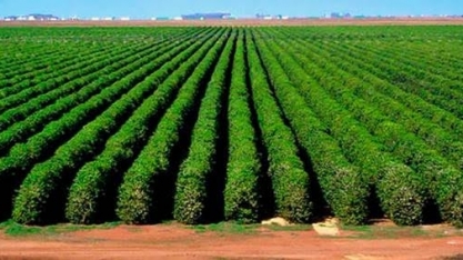 Café: Agromensal Cepea abril/2020