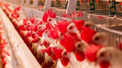 Exportação de frango cai 4,7% em abril, em recuo visto como pontual