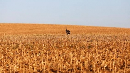 Chuva frustra produtor de milho 2ª safra; geada entra no radar do Paraná