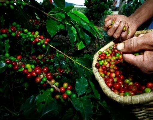 Lavoura se adapta à pandemia no embalo da alta na demanda