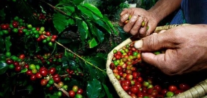 Lavoura se adapta à pandemia no embalo da alta na demanda