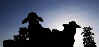 Covid-19 assola pecuária dos EUA