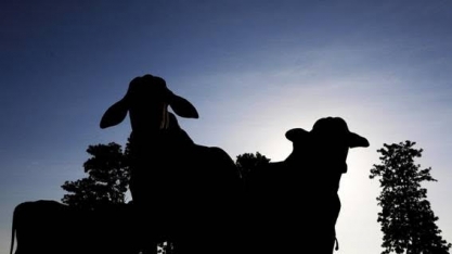 Covid-19 assola pecuária dos EUA