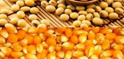 Área de soja em MT deve superar 10 mi hectares pela 1ª vez na nova safra