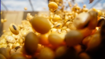 Em cinco dias, País exporta metade do volume de soja embarcado em maio/19