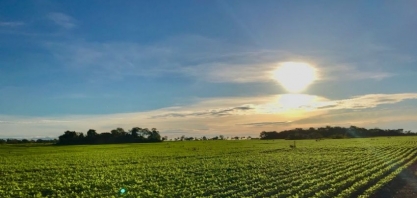 Venda de soja 20/21 pode chegar a 50% até o plantio; importação é possível