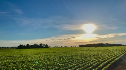 Venda de soja 20/21 pode chegar a 50% até o plantio; importação é possível