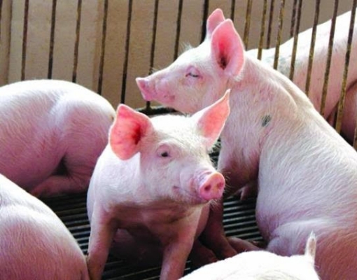 Importações de carne suína pela China saltam 170% em abril