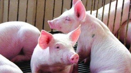 Importações de carne suína pela China saltam 170% em abril