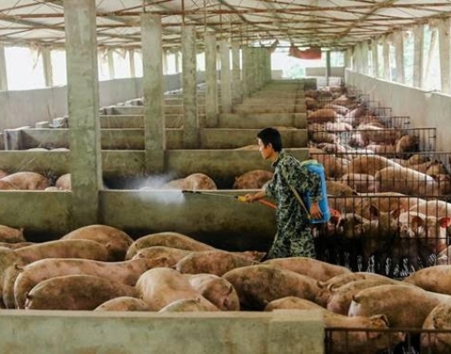 Ritmo da China para recompor plantel suíno é ponto de atenção para soja