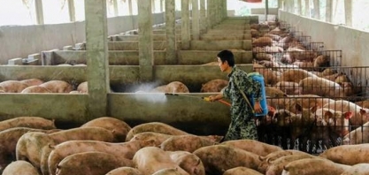 Ritmo da China para recompor plantel suíno é ponto de atenção para soja