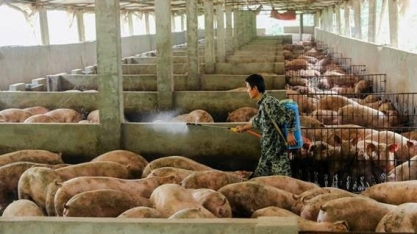 Ritmo da China para recompor plantel suíno é ponto de atenção para soja