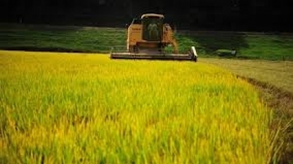 Arroz:Agromensal Cepea abril/2020