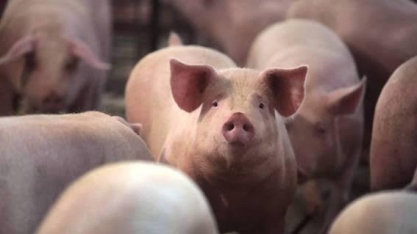 Frigoríficos nos EUA geram abate de animais por asfixia, afogamento e tiro