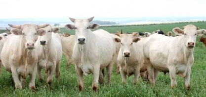  Boi: Agromensal Cepea abril/2020