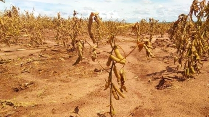 RS: Emater aponta perdas de 46% na soja e 32% no milho