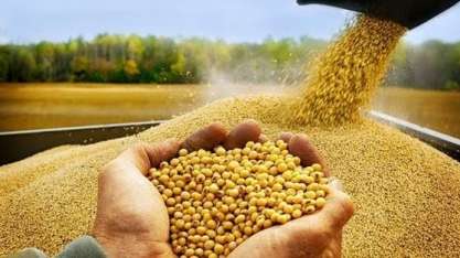 Soja: Agromensal Cepea abril/2020