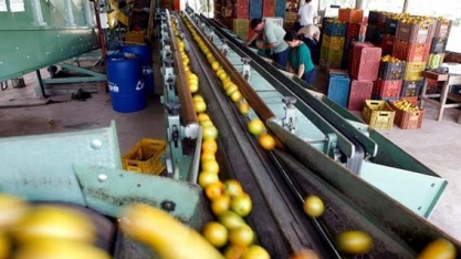 Exportações de suco de laranja avançam 17% em 10 meses puxadas pela UE