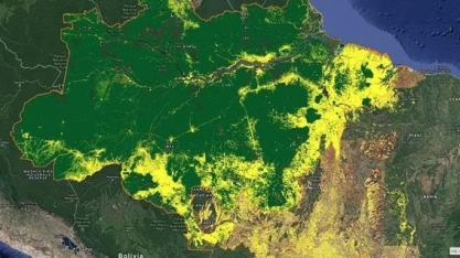 Desmatamento na Amazônia completa 13 meses seguidos de crescimento