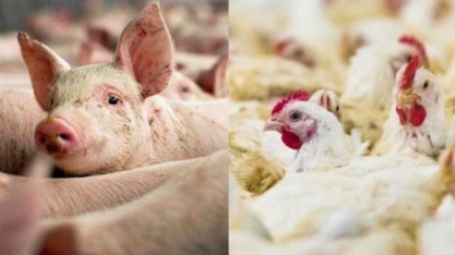 Embrapa aponta alta no custo de produção de suínos e frangos de corte 