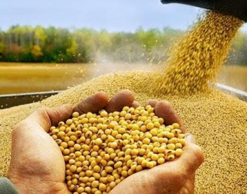 FCStone eleva estimativas de exportação e safra de soja do Brasil em 2020