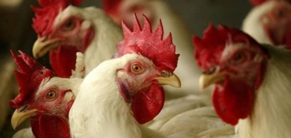 China pode estar desviando compras de carne de frango para os EUA