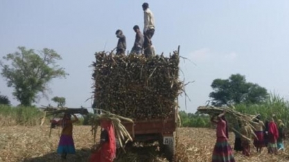 Associação eleva estimativa de produção de açúcar da Índia