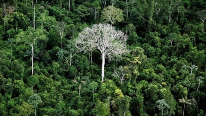 País foi responsável por 1/3 da perda de florestas virgens no mundo em 2019