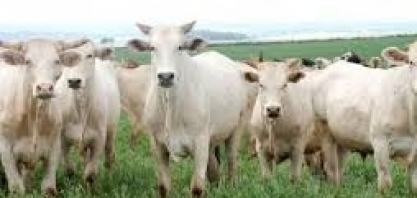 Boi: Agromensal Cepea/Esalq/USP maio/2020