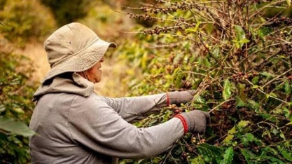 Café e isolamento social se dão muito bem, o que eleva o consumo da bebida