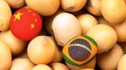 China: Compradores de soja pedem garantias de cargas livres de vírus 