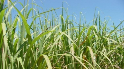 Rede de pesquisa em cana que reúne 22 instituições inicia nova fase