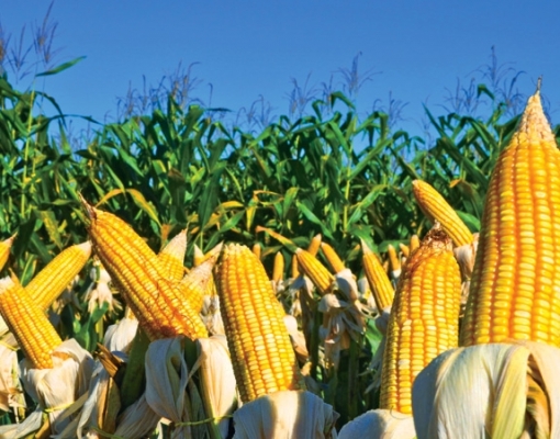 Milho: Agromensal Cepea/Esalq/USP maio/2020