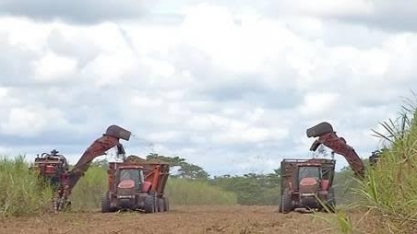 Produção de açúcar do CS deve crescer 40%; país exportará 63% mais