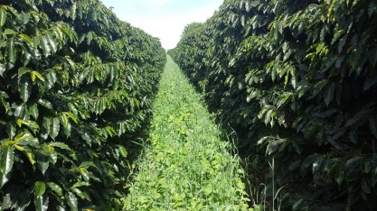 Café: Agromensal Cepea/Esalq/USP maio/2020