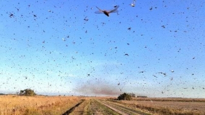 Nuvem de gafanhotos: ameaça à agricultura que se aproxima do Brasil   
