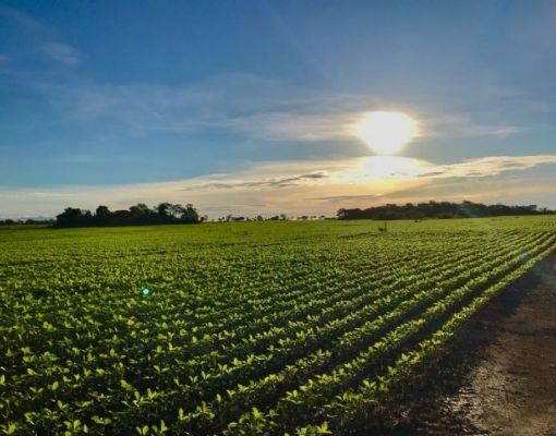Soja: Agromensal Cepea/Esalq/USP maio/2020 