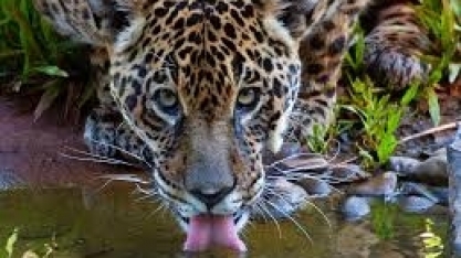 Quando a onça faz parte da solução