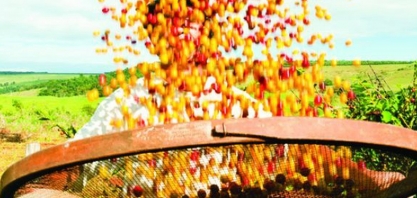 Com cautela, Cooxupé vê embarques menores de café em ano de grande safra 