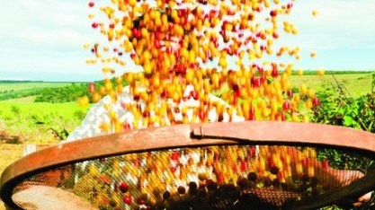 Com cautela, Cooxupé vê embarques menores de café em ano de grande safra 