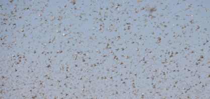 É pouco provável no momento que nuvem de gafanhotos atinja o Brasil