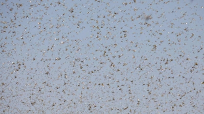 É pouco provável no momento que nuvem de gafanhotos atinja o Brasil