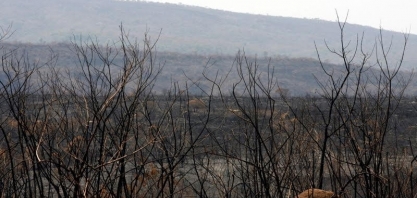 Abiove quer engajar governo em fundo contra desmatamento no Cerrado