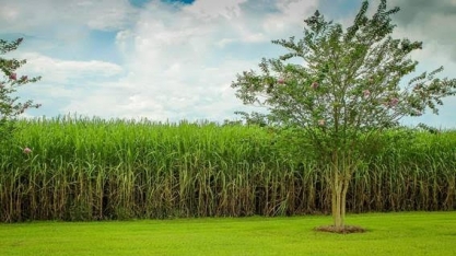 Projeto brasileiro usa palha da cana para gerar energia renovável