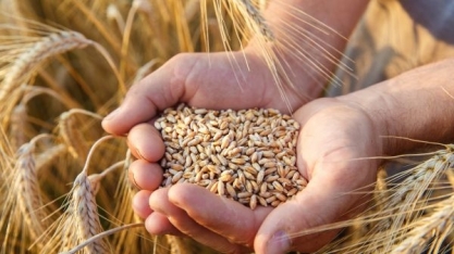  Produção de trigo no Brasil pode crescer 30% em 2020, diz Safras