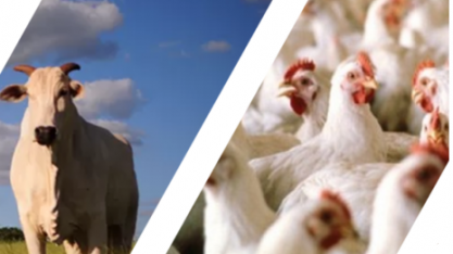 Abate de bovinos tem menor nível em 8 anos no 1º tri; frango bate recorde 